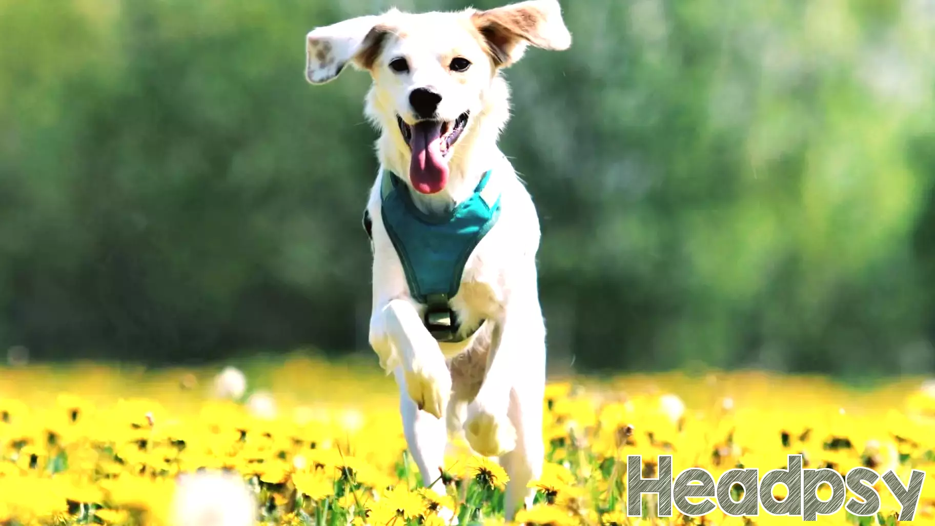 Finding Joy in the Little Things: A Daily Reflection