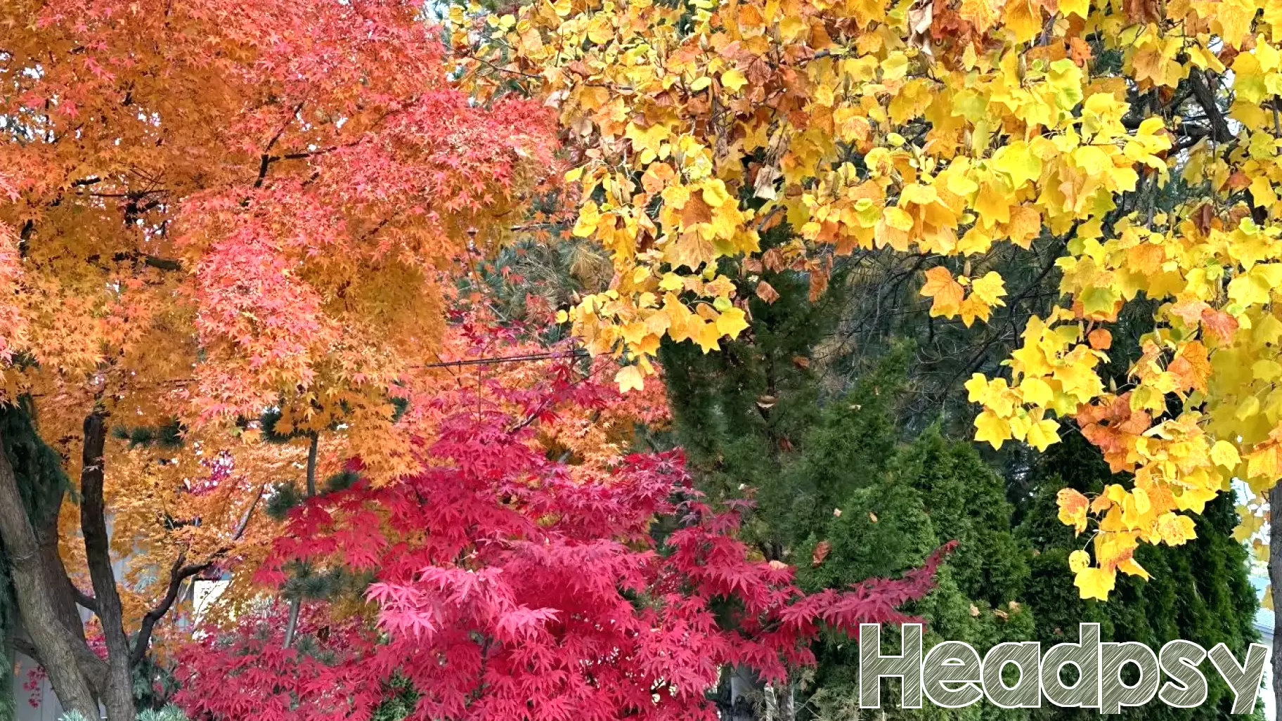 Personal Perspective: The Joys of Autumn - Leaves, School, and Finding That Special Teacher