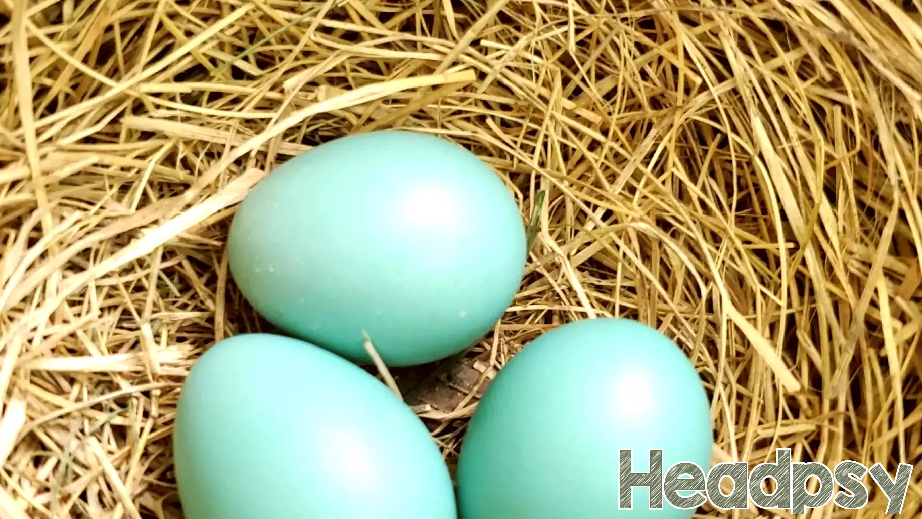 That Empty Nest May Be Fuller Than You Think