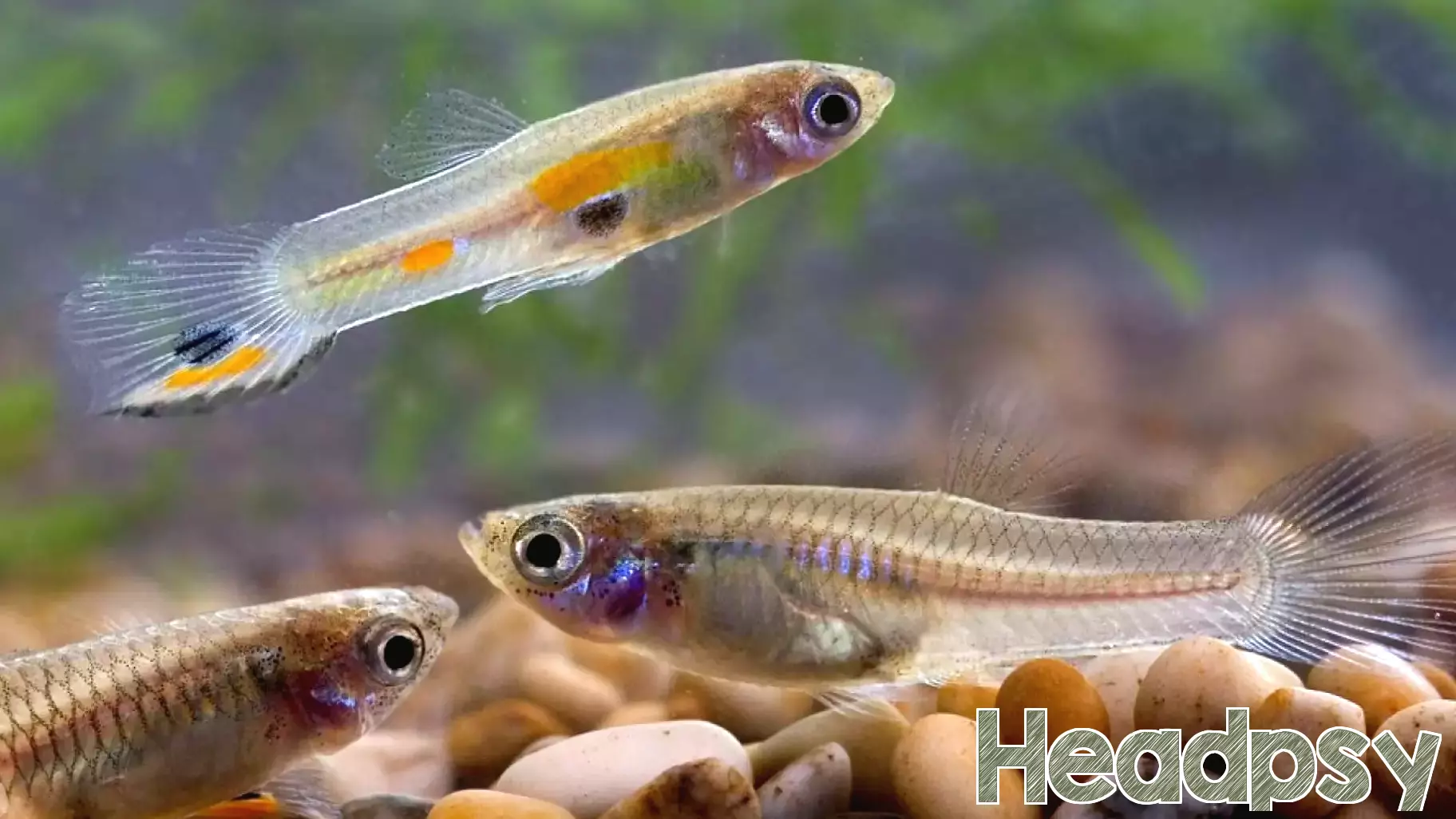 Unveiling the Intelligence of Fish: New Research Challenges Old Assumptions