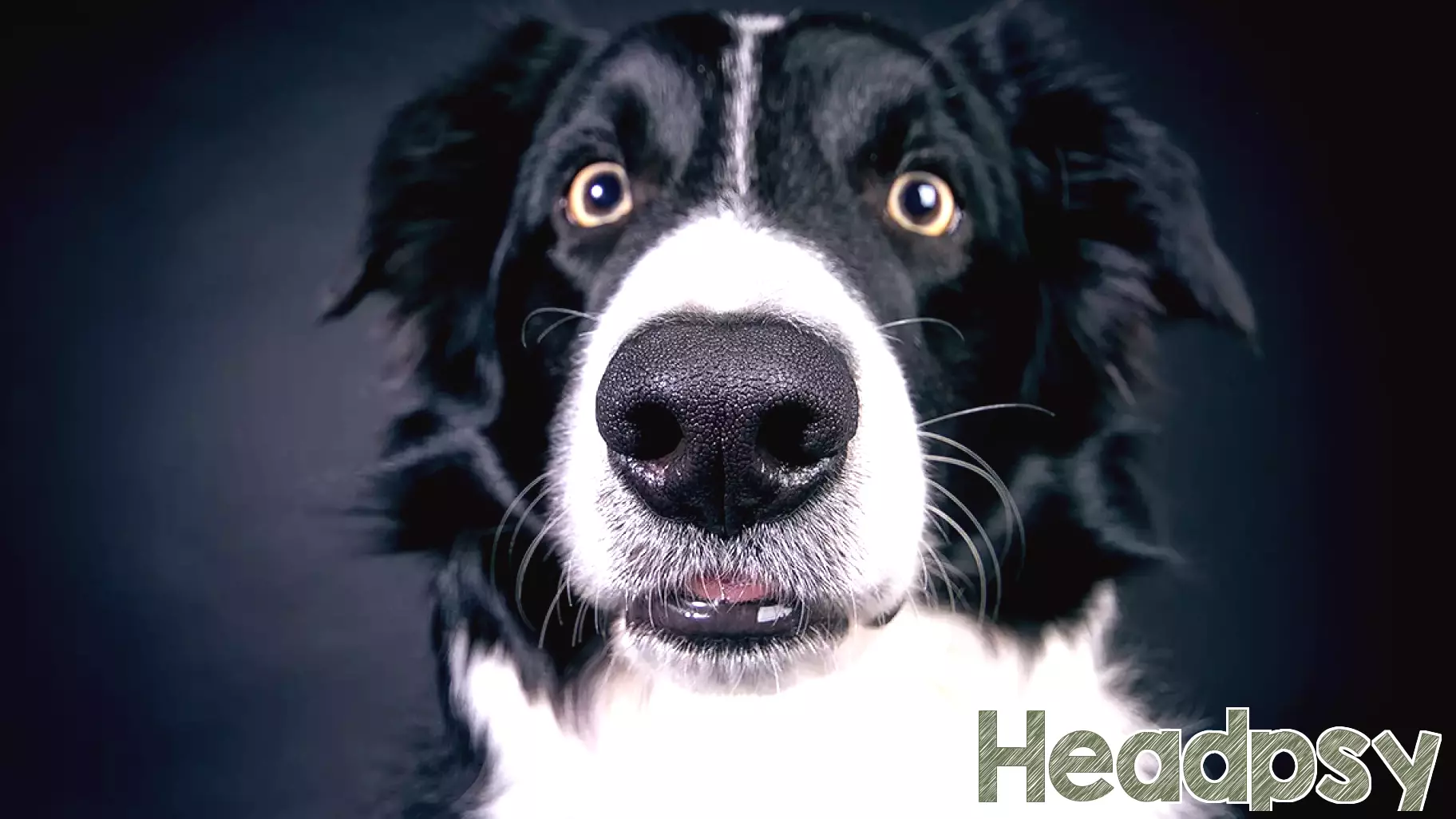 You Might Be Misinterpreting Your Dog's Emotions