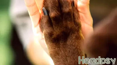 Dogs, Cats, and Other Nonhumans Are Not 'Just Animals'