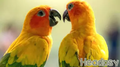 If We Could Talk to the Animals