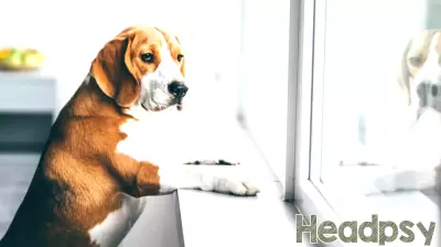 Psychology says people who struggle with guilt when leaving their pet alone aren't simply being irrational — separation anxiety toward companion animals is a documented human response, closely tied to how strongly we treat them as attachment figures