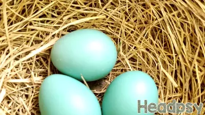 That Empty Nest May Be Fuller Than You Think
