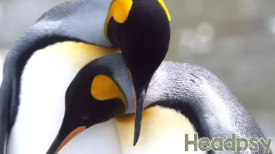 The Power of Pebbling: Small Gestures, Big Connections