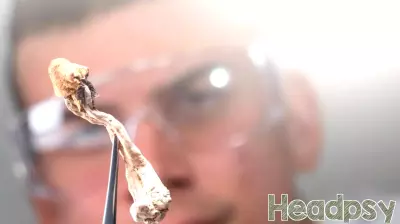 Transforming Psychedelics: From Hallucinations to Healing