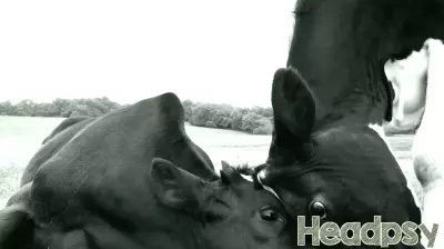 Understanding the Emotional Depth of Cows