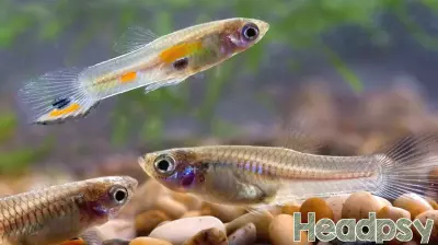 Unveiling the Intelligence of Fish: New Research Challenges Old Assumptions